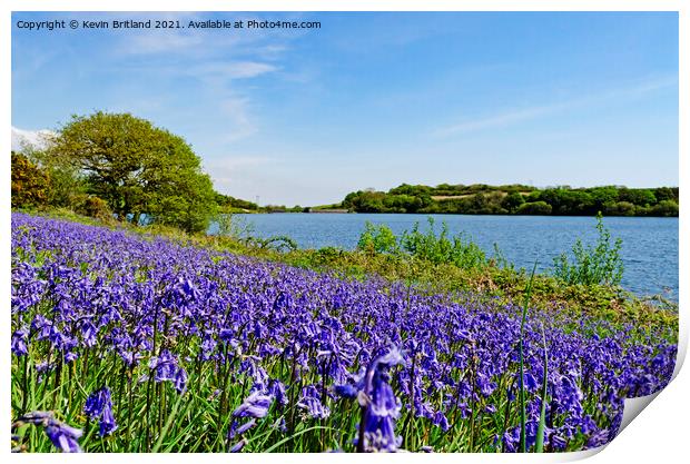 bluebells in cornwall Print by Kevin Britland