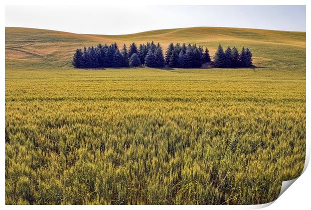 Palouse fields and trees Print by Luc Novovitch