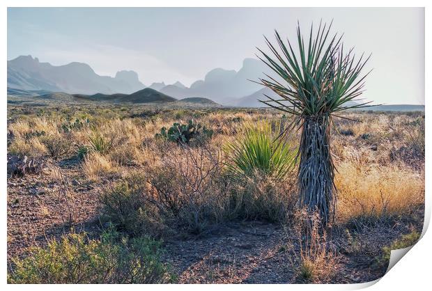 Dagger Cactus in Texas Big Bend Print by Luc Novovitch