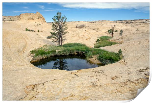 Oasis in Grand Staircase-Escalante National Monume Print by Luc Novovitch
