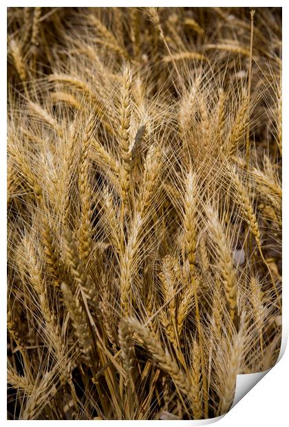 Arkansas Wheat Field Print by Luc Novovitch