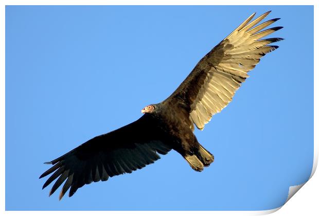 Turkey Vuture in West Texas Sky Print by Luc Novovitch