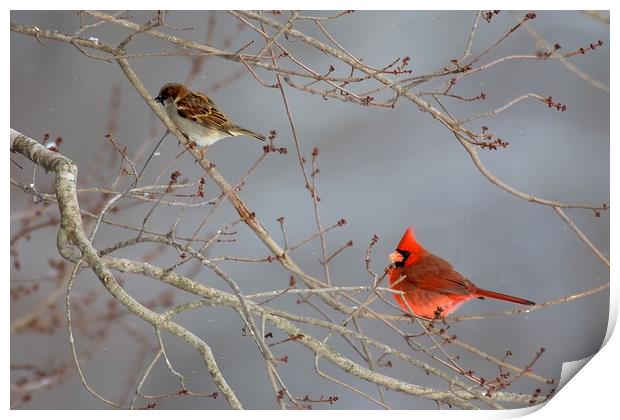 House Sparrow and Cardinal Print by Luc Novovitch