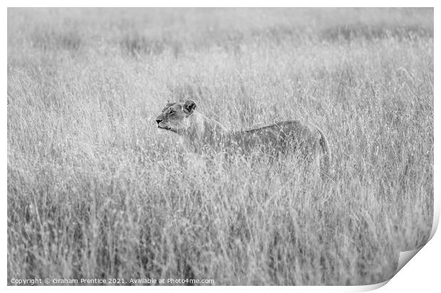 Alert Lioness Hunting Print by Graham Prentice