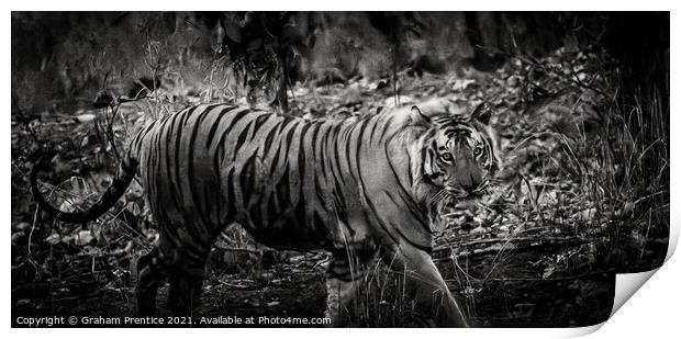 Bengal Tiger Print by Graham Prentice