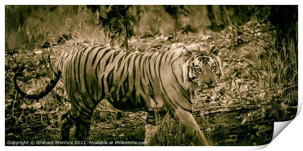 Bengal Tiger Print by Graham Prentice
