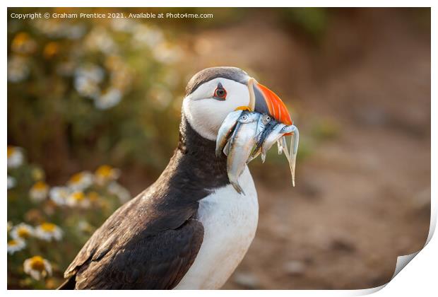 Atlantic Puffin With Sand Eels Print by Graham Prentice