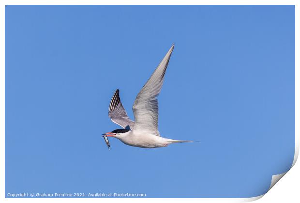 Roseate Tern with Fish Print by Graham Prentice