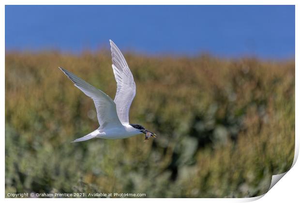 Roseate Tern with Fish Print by Graham Prentice