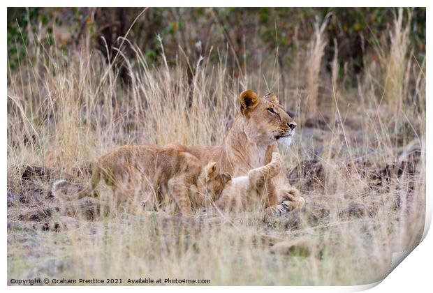 Lioness and Cubs Print by Graham Prentice