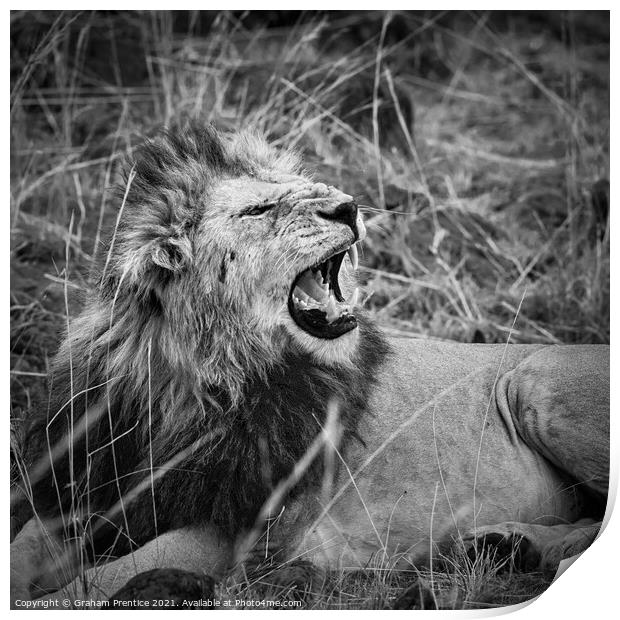 Mara Lion Print by Graham Prentice