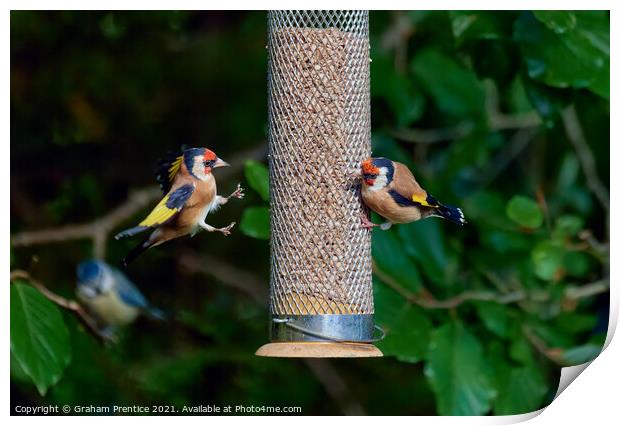 Squabbling Goldfinches Print by Graham Prentice