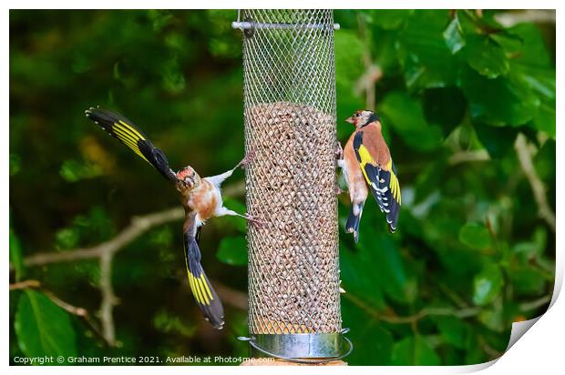 Squabbling Goldfinches Print by Graham Prentice