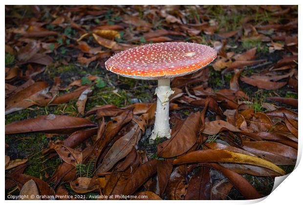 Fly agaric, Amanita muscaria, fruiting body Print by Graham Prentice