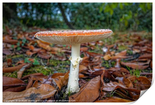 Fly agaric, Amanita muscaria, fruiting body Print by Graham Prentice