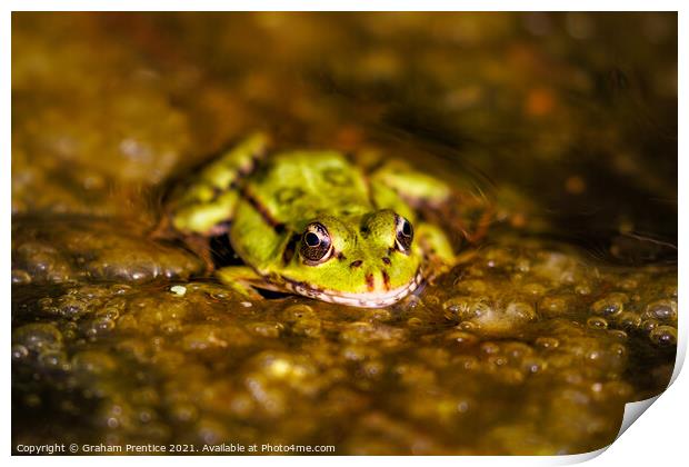Marsh Frog (Pelophylax ridibundus)  Print by Graham Prentice