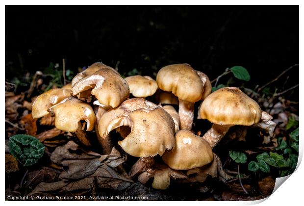 Autumnal Fungi at Night Print by Graham Prentice