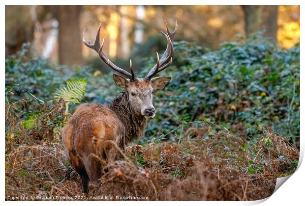 Red Deer in Richmond Park Print by Graham Prentice