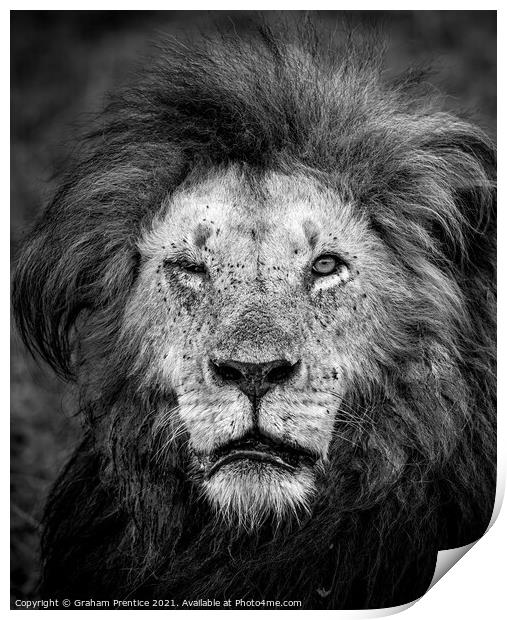 One Eyed Lion Print by Graham Prentice