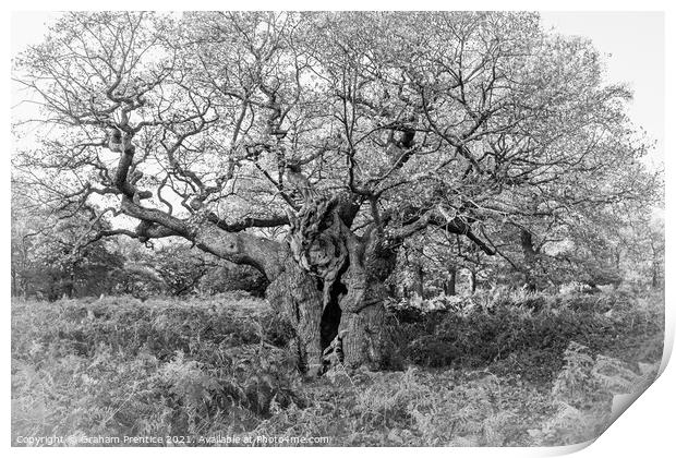 Royal Oak, Richmond Park - a 750 year old oak tree Print by Graham Prentice