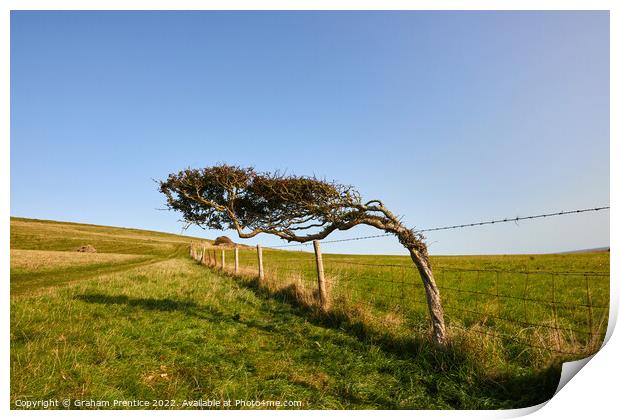 Windswept Tree Print by Graham Prentice