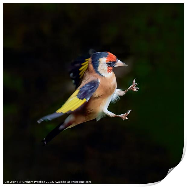 European goldfinch (Carduelis carduelis)  Print by Graham Prentice