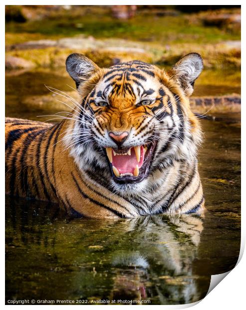 Bengal Tigress Print by Graham Prentice