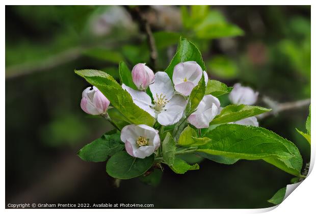 Apple Blossom Print by Graham Prentice