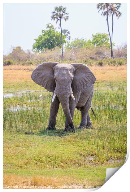 African bush elephant, Loxodonta africana Print by Graham Prentice
