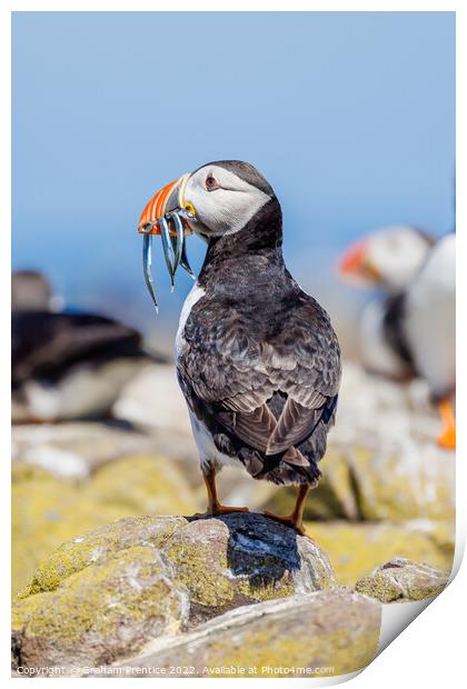 Atlantic Puffin with Sand Eels Print by Graham Prentice