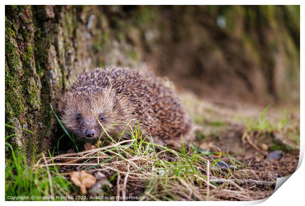 European Hedgehog Print by Graham Prentice