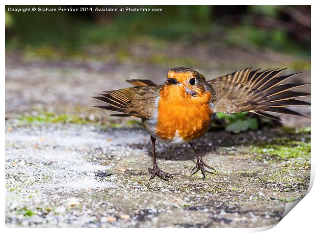 Robin With Outstretched Wings Print by Graham Prentice