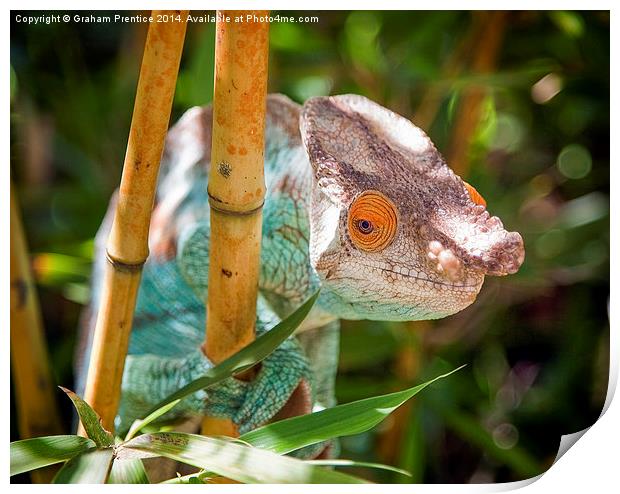 Green Chameleon Print by Graham Prentice