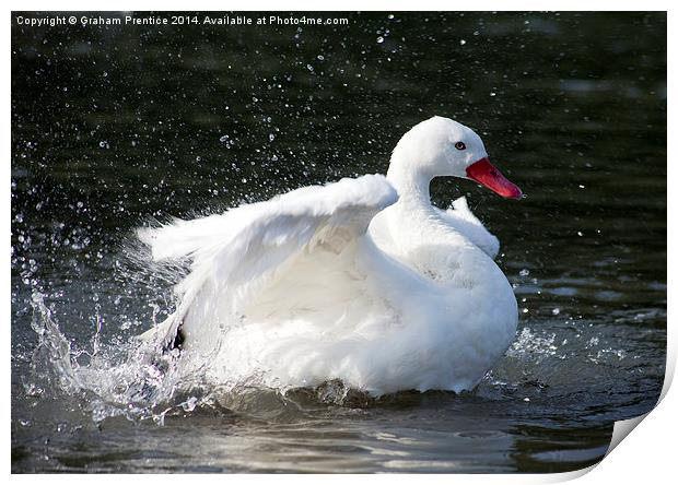 White Duck Splashing Print by Graham Prentice