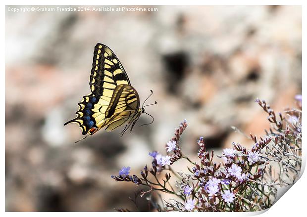 Swallowtail in Flight Print by Graham Prentice