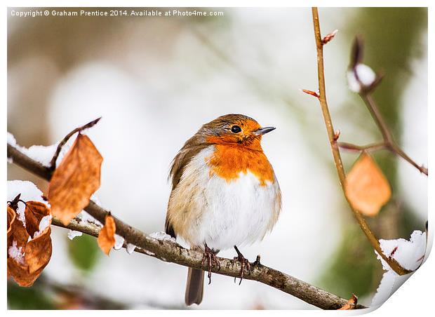 Robin Redbreast Print by Graham Prentice