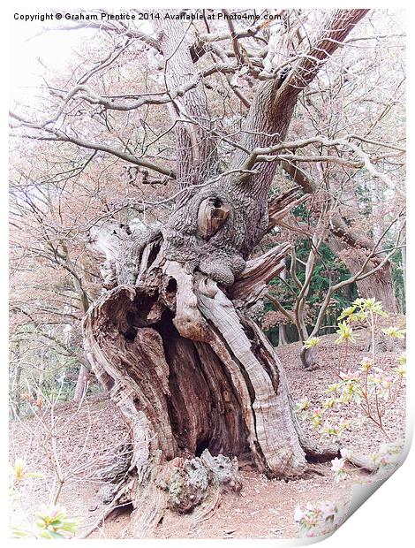 Gnarled Oak Print by Graham Prentice