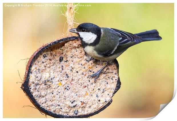 Great Tit Print by Graham Prentice