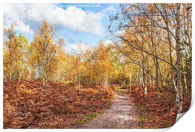 Autumn Path Print by Graham Prentice