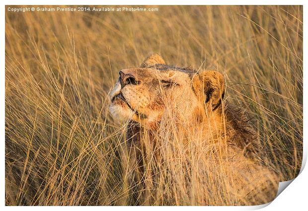 Lioness Enjoying The Morning Sun Print by Graham Prentice