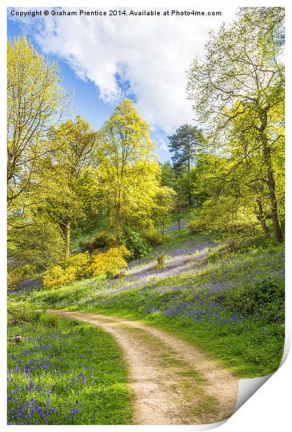 Track Through Bluebell Woods Print by Graham Prentice