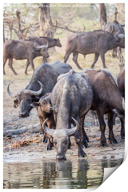 Cape Buffalo Herd Print by Graham Prentice