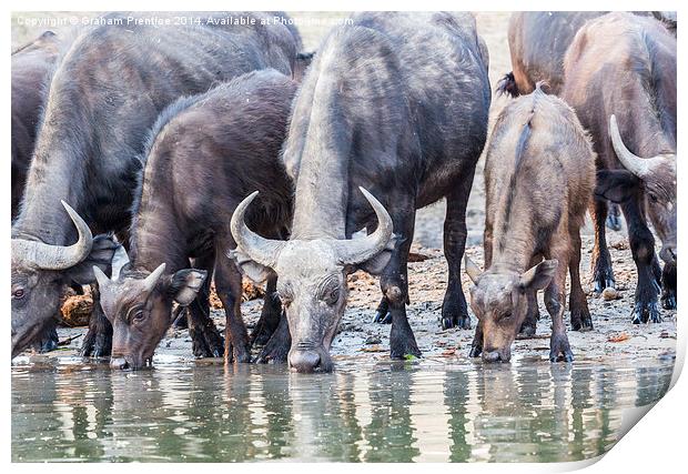 Cape Buffalo Drinking in Zambesi Print by Graham Prentice
