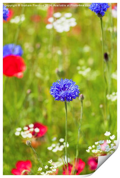 Summer Flowers Print by Graham Prentice
