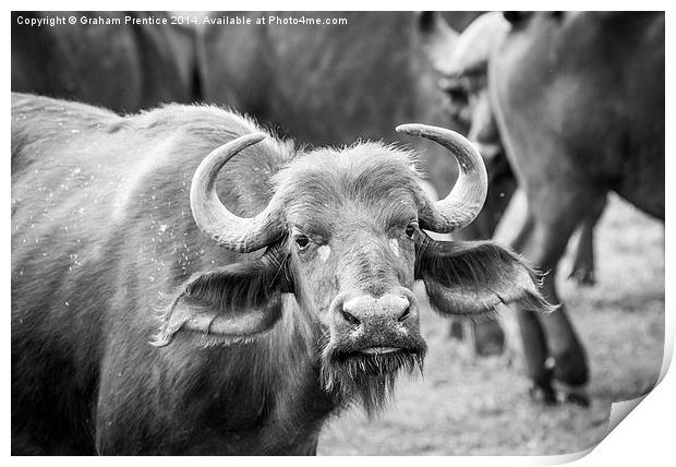 Buffalo Print by Graham Prentice