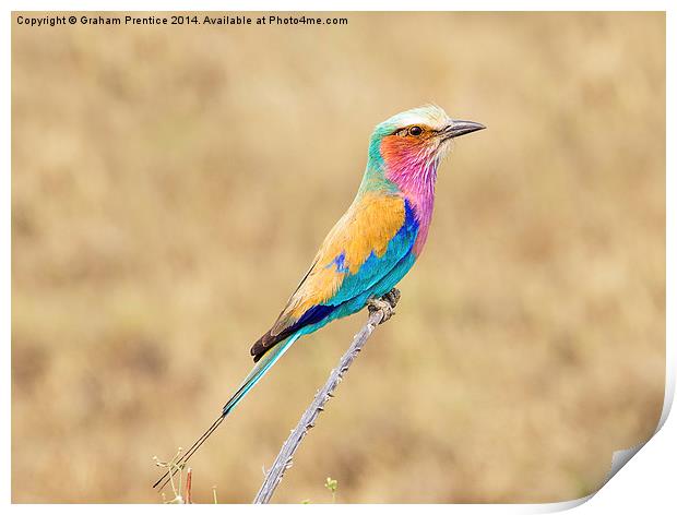 Lilac-Breasted Roller Print by Graham Prentice