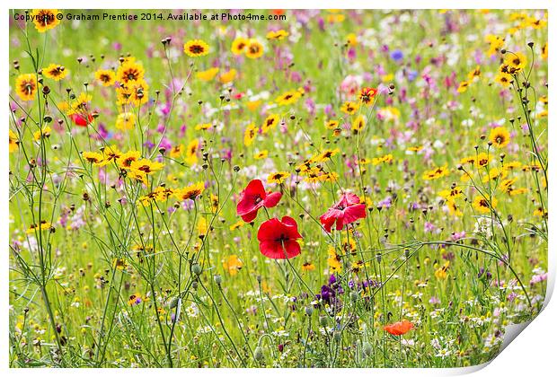 Summer Meadow Flowers Print by Graham Prentice