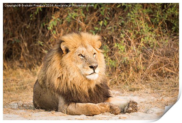 Magnificent Lion Print by Graham Prentice