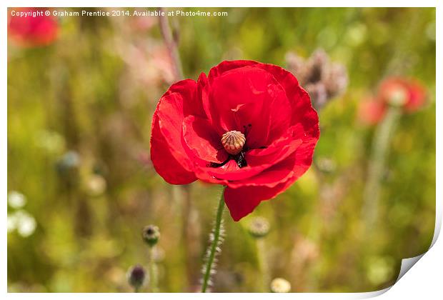 Crimson Red Poppy Print by Graham Prentice