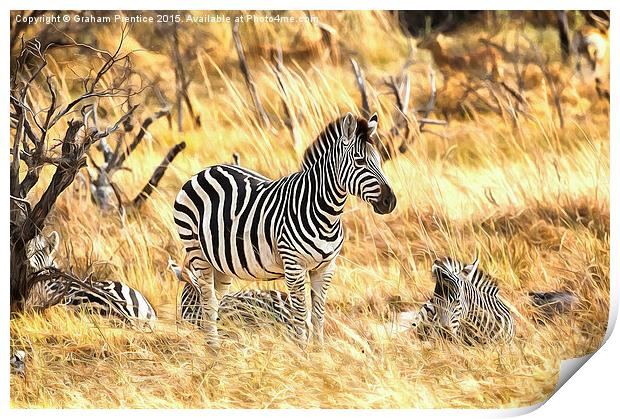 Zebras at Rest Print by Graham Prentice